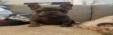 Franse Bulldog Puppy 1