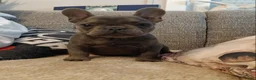Franse Bulldog honden te koop: Prachtige Franse bulldogPups - Advertentie 2