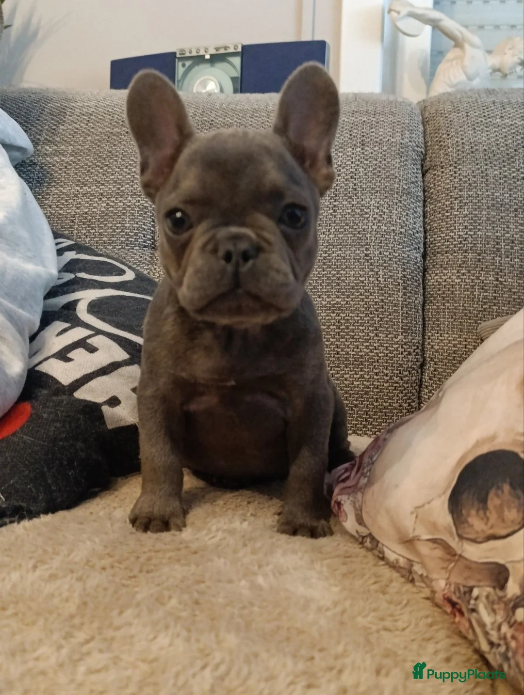 Franse Bulldog honden te koop: Prachtige Franse bulldogPups - Advertentie 2