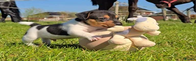 Jack Russel Terriër Puppy 1