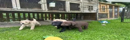 Labrador Retriever honden te koop: Labrador pups te koop in Terschuur - Advertentie 5