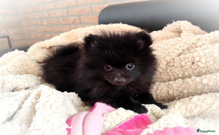 Pomeriaan honden - Advertentie 3