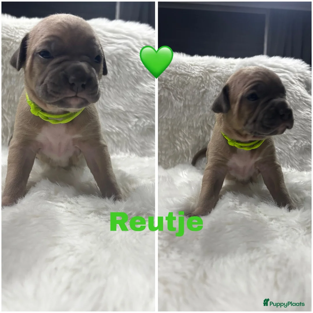 American Staffordshire Terriër honden te koop: Amerikaanse Stafford pups  - Advertentie 8