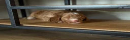 Australian Labradoodle honden te koop: 🐾 PUPPY’S VERWACHT VAN SUUS & BILLY 🐾 - Advertentie 9