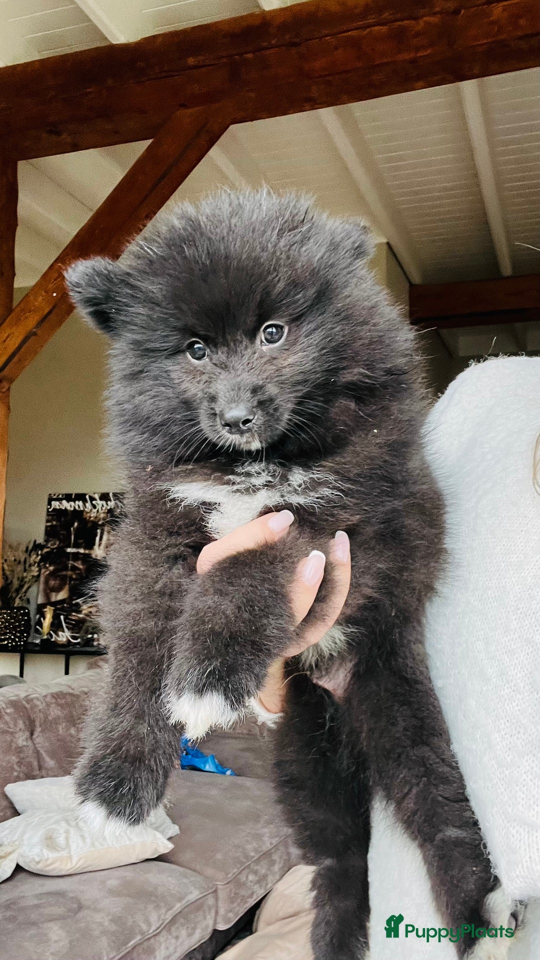 Pomsky honden te koop: Pomsky pups  - Advertentie 1