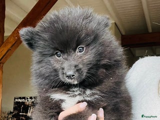 Pomsky honden Pomsky pups - Advertentie 10