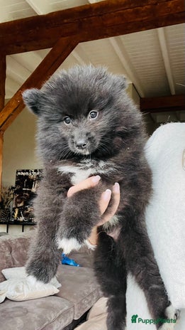 Pomsky honden - Advertentie 2