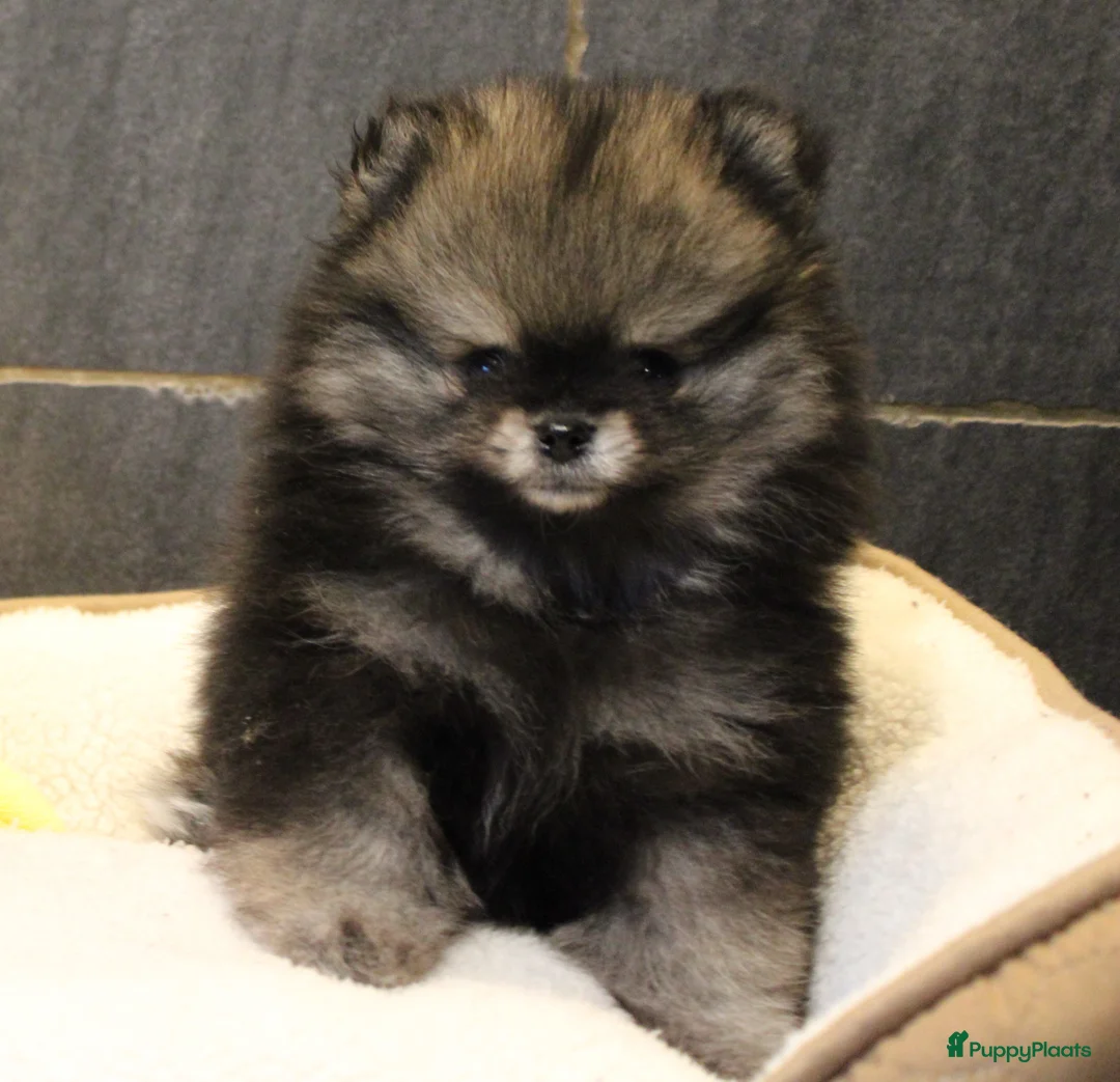 Pomeriaan honden te koop: Pomeriaan pups - Advertentie 25