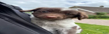 Friese Stabij 4