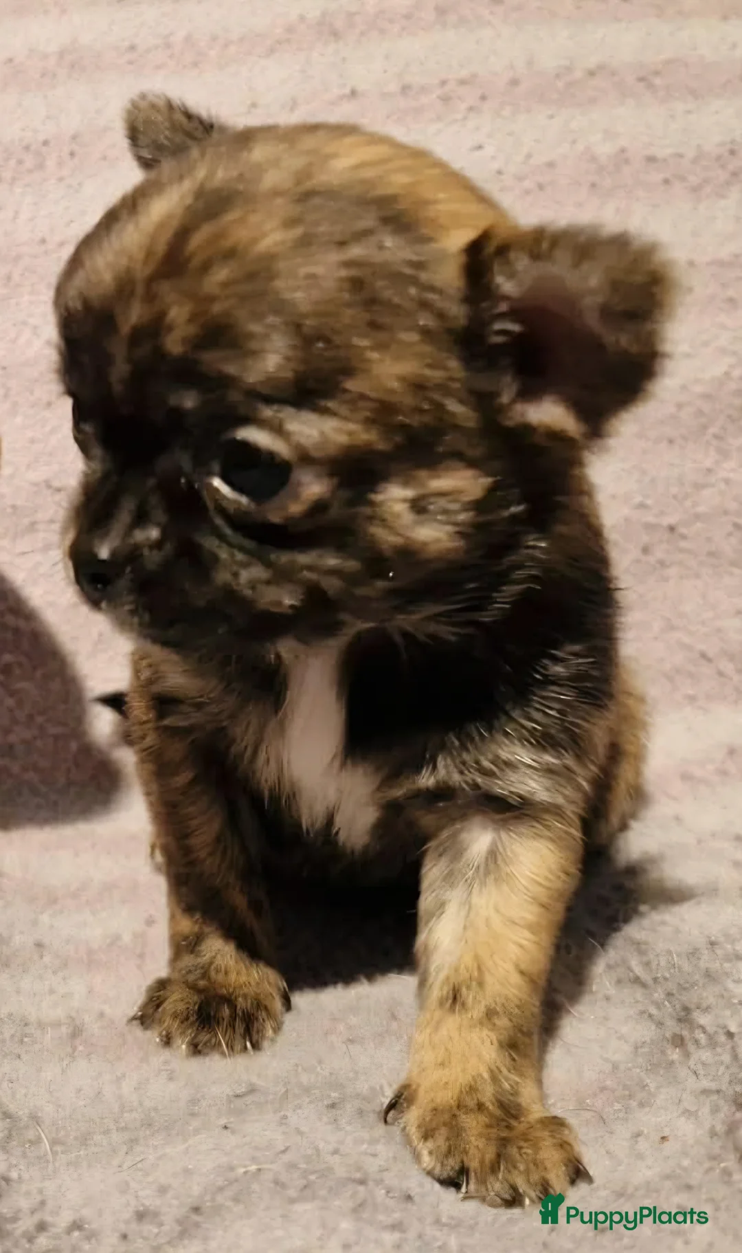 Chihuahua honden te koop: Uniek brindle chichuahua teefje - Advertentie 8