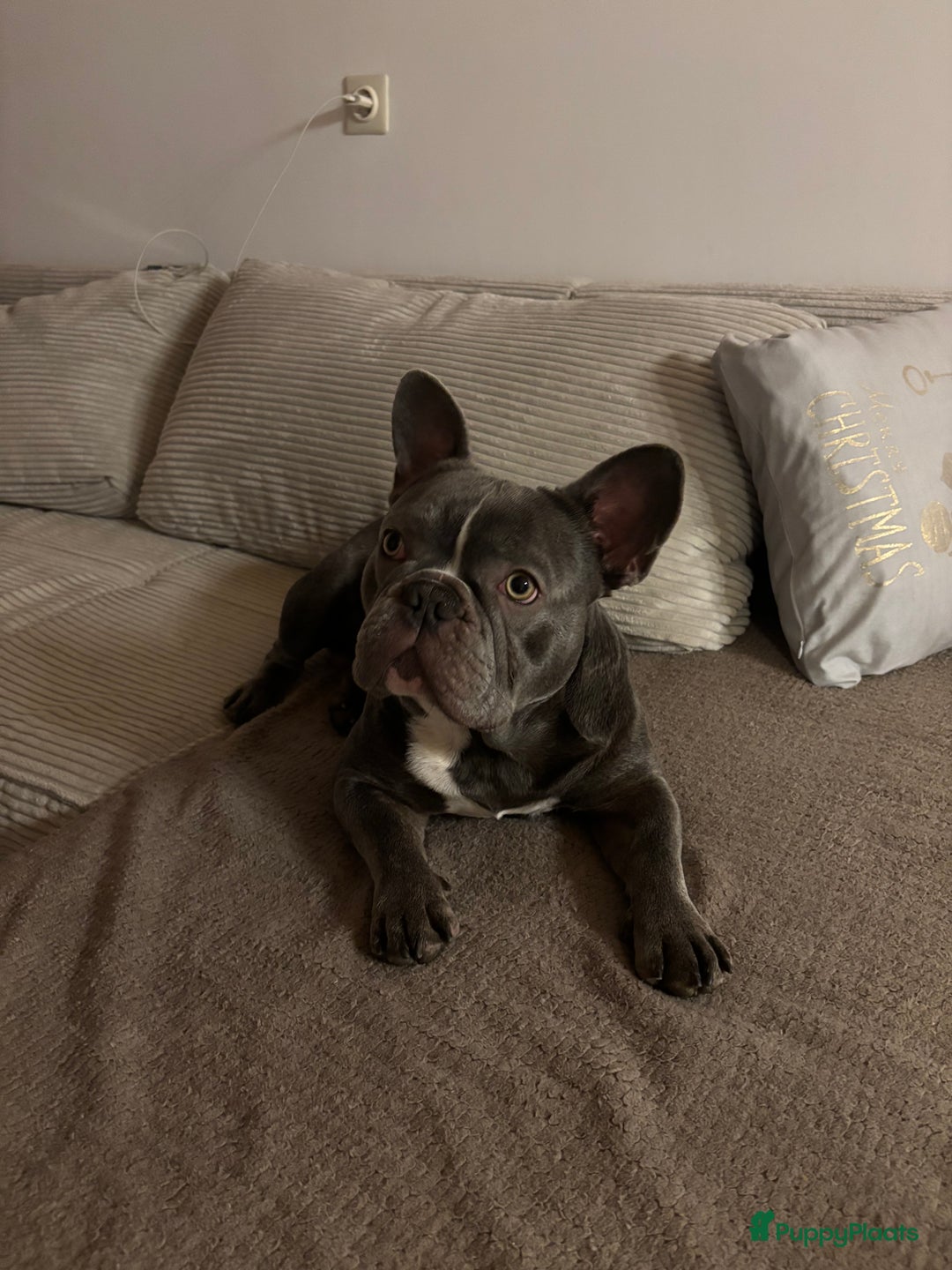 Franse Bulldog honden te koop: Franse bulldog - Advertentie 7