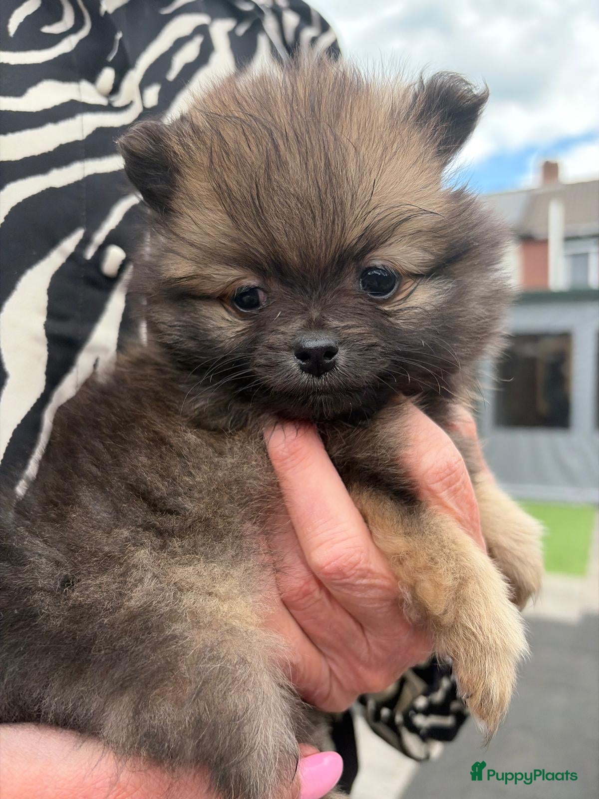 Pomeriaan honden Dwergkees pups - Advertentie 5