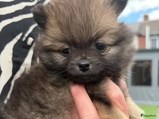 Pomeriaan honden Dwergkees pups - Advertentie 5
