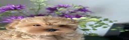 Maltipoo honden te koop: Mini AziatischeF1 Maltipooe reutjes, Top kwaliteit - Advertentie 3
