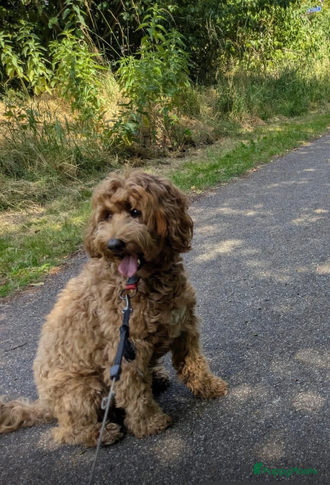 Kruising honden te koop: Mini Labradoodle  - Advertentie 2