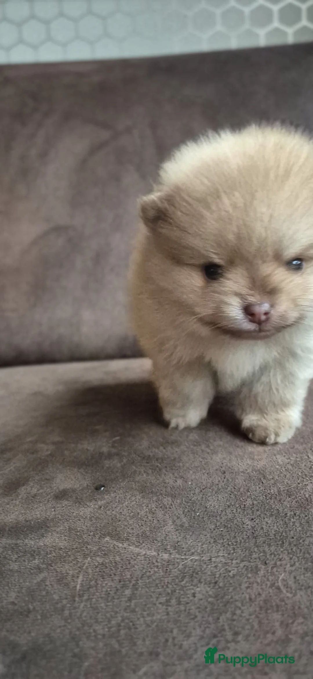 Kruising honden te koop: 3 reutjes - Advertentie 40