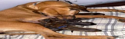Rhodesian Ridgeback honden te koop: Rhodesian ridgeback - Advertentie 1
