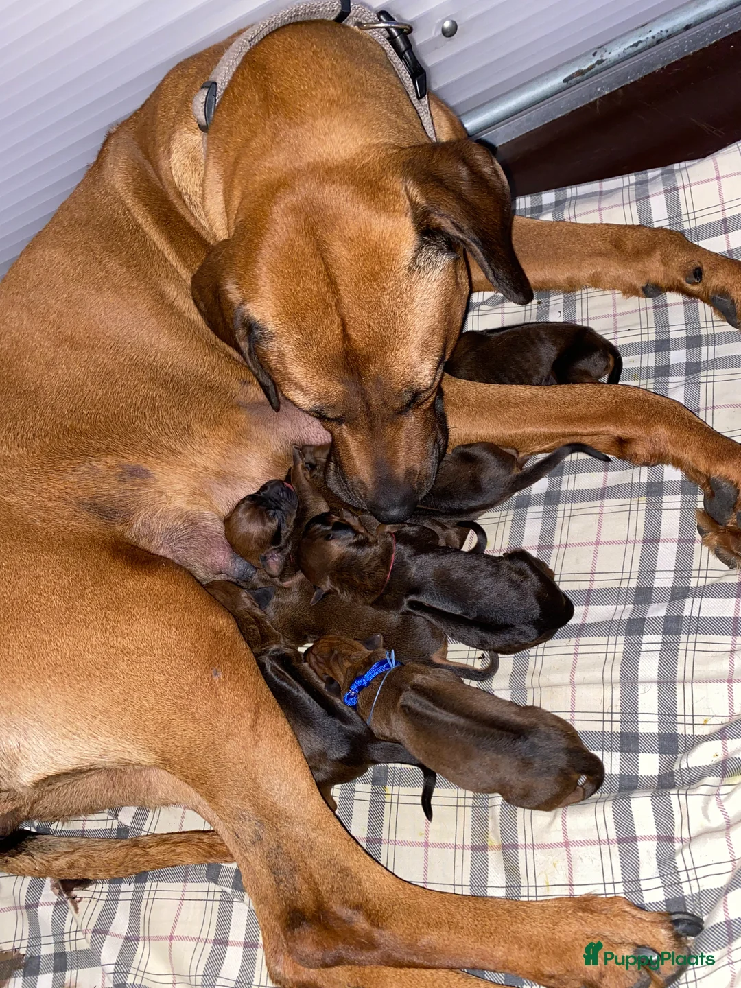 Rhodesian Ridgeback honden te koop: Rhodesian ridgeback - Advertentie 1