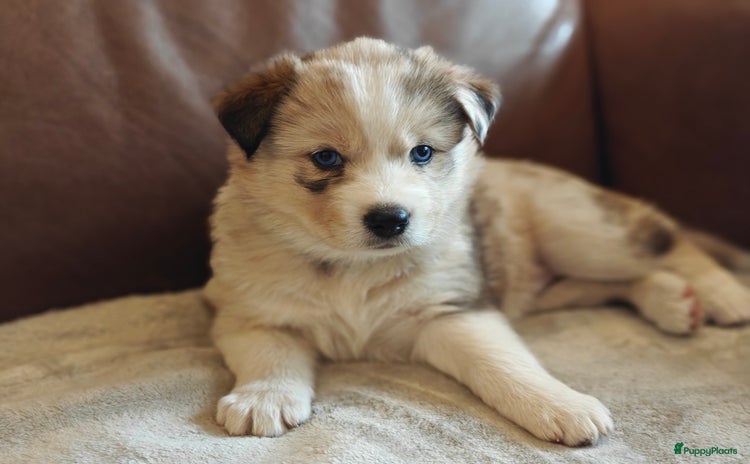 Kruising honden - Advertentie 2