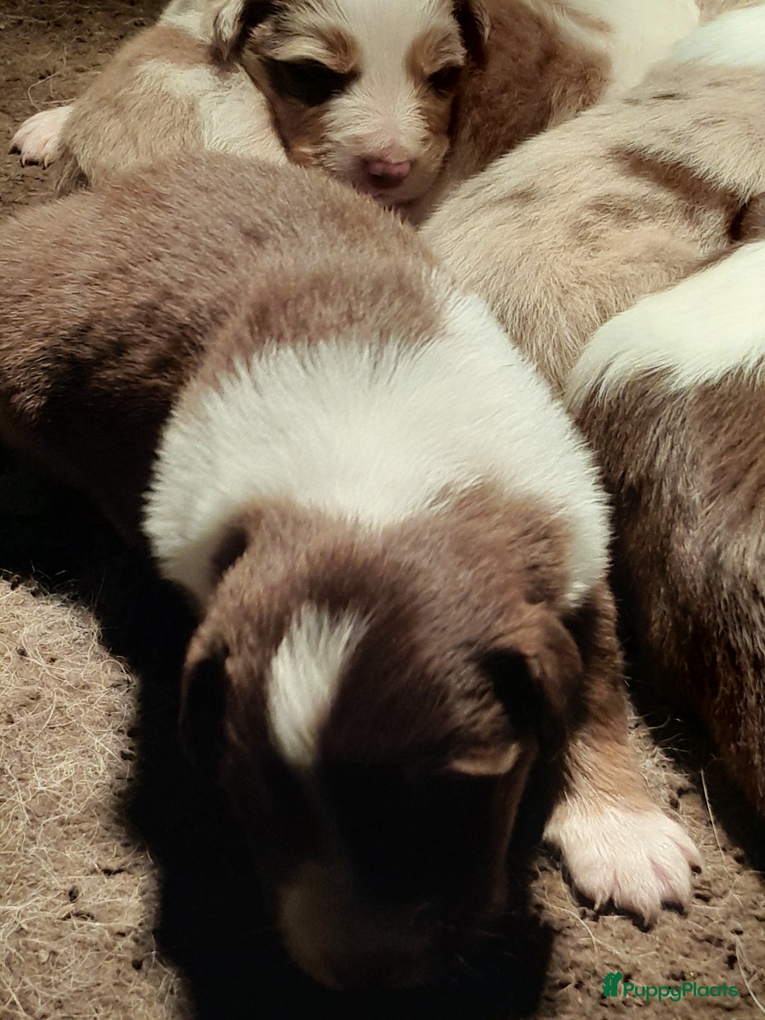 Australian Shepherd honden te koop: Lieve raszuivere australian shepherd pups  - Advertentie 16