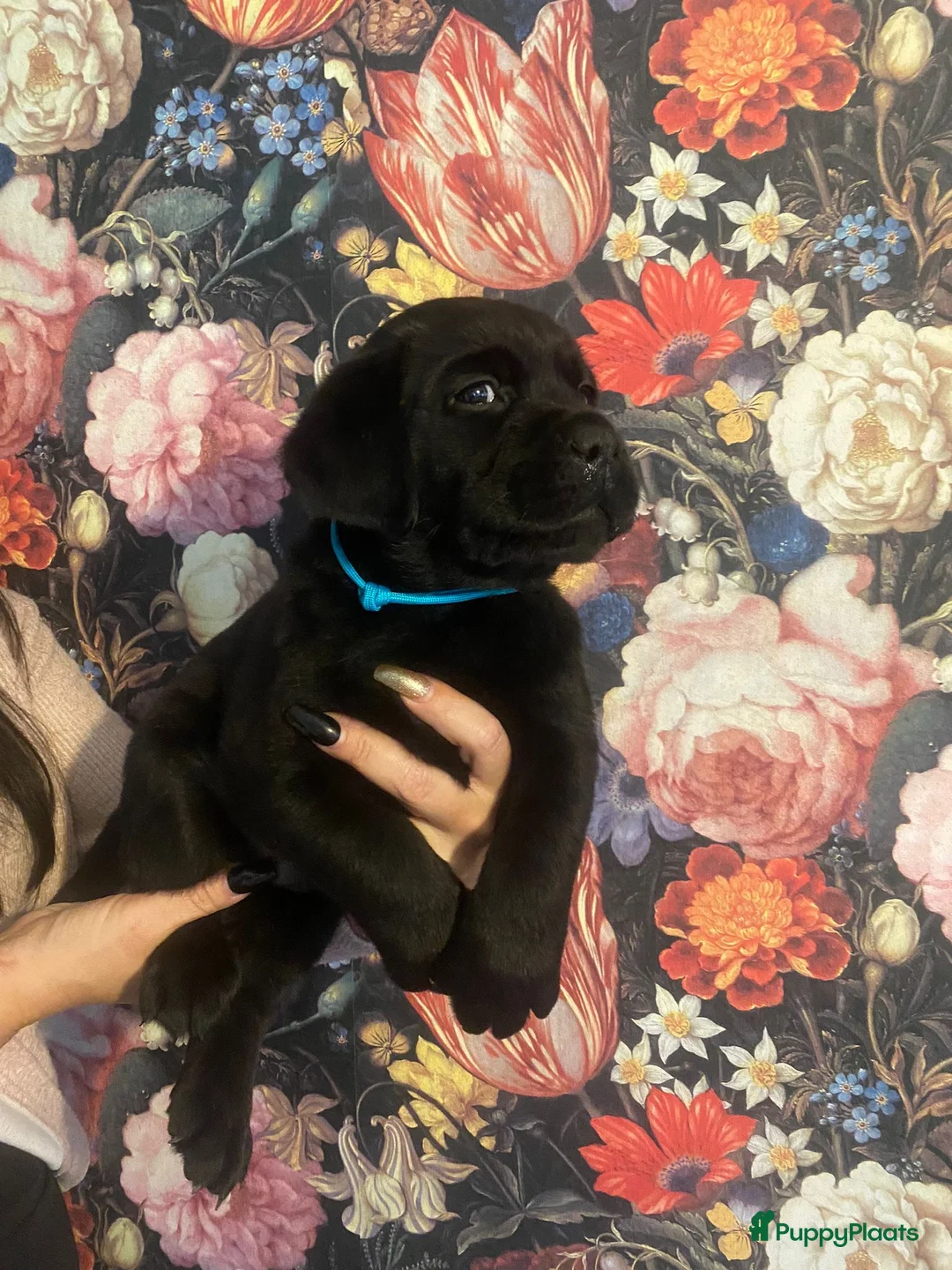 Labrador Retriever honden te koop: NEST AANKONDIGING LABRADOR PUPS - Advertentie 13