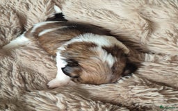 Shih Tzu honden te koop: Shih tzu pups  in Espel - Afbeelding 13