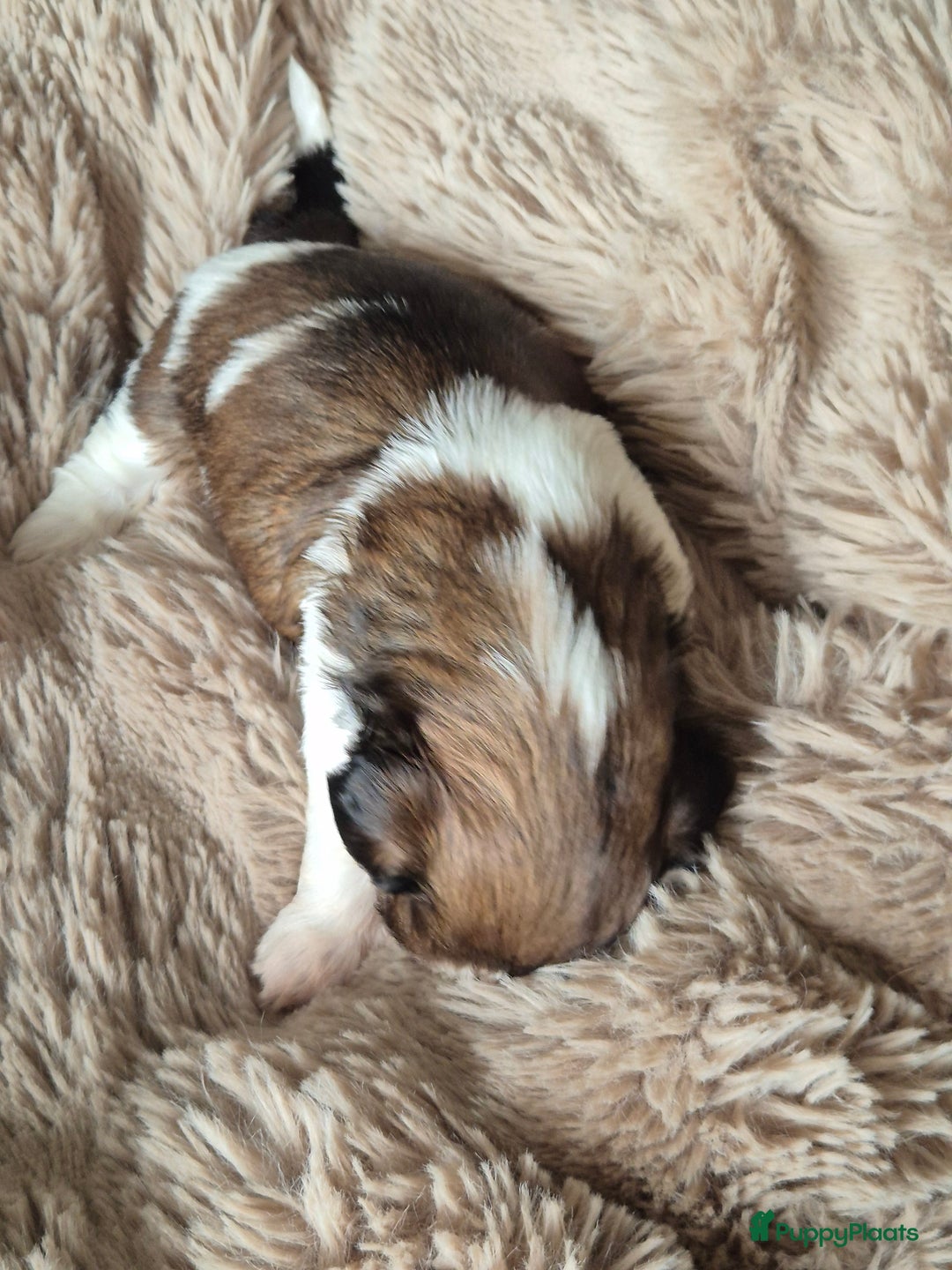 Shih Tzu honden te koop: Shih tzu pups  in Espel - Afbeelding 13