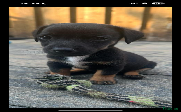 Jack Russel Terriër honden - Advertentie 2