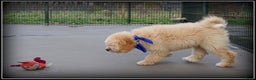 Labradoodle honden te koop: Labradoodle pup reutje Volledig geent. - Advertentie 4