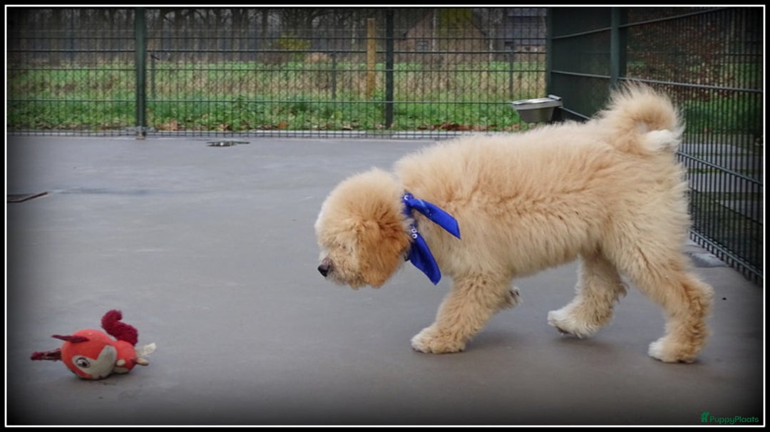 Labradoodle honden te koop: Labradoodle pup reutje Volledig geent. - Advertentie 4