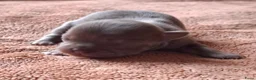 Chihuahua honden te koop: Lilac chihuahua pups - Advertentie 8