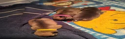 Franse Bulldog honden te koop: Fr bulldog puppy's met stamboom geteste ouders  - Advertentie 11