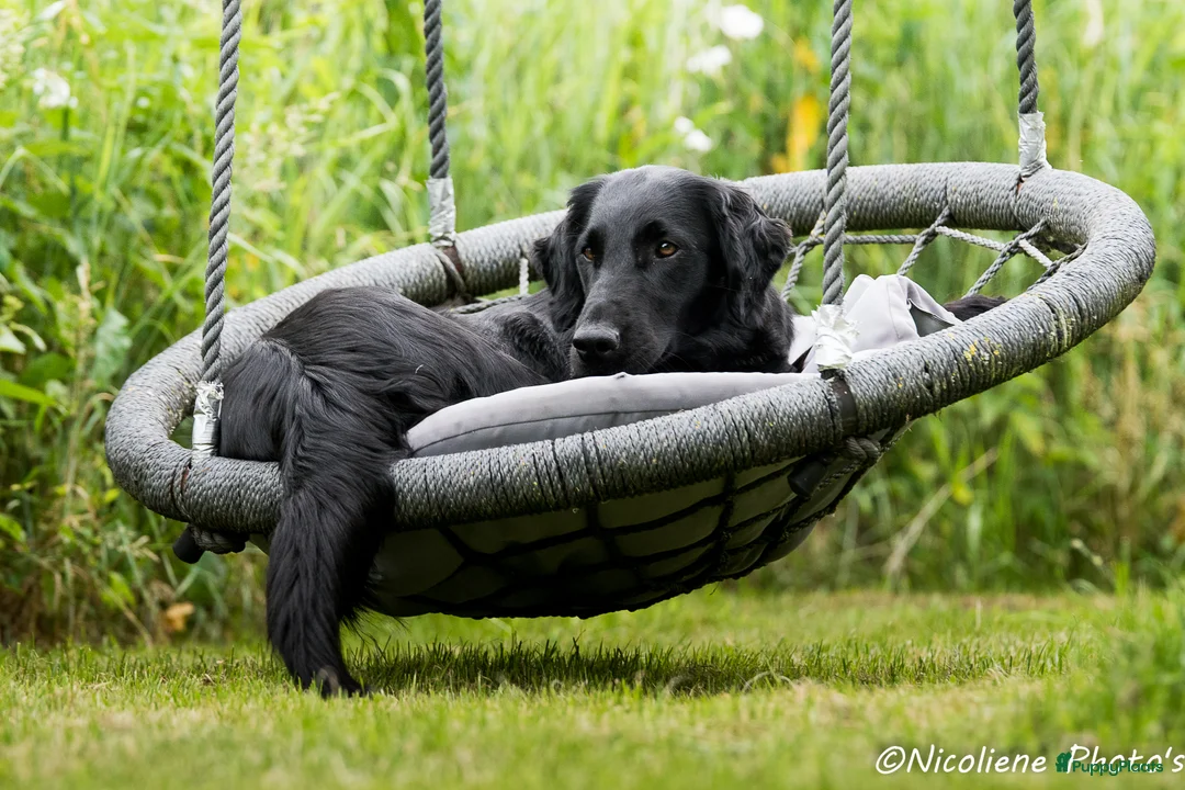 Galerij afbeelding {{count}}