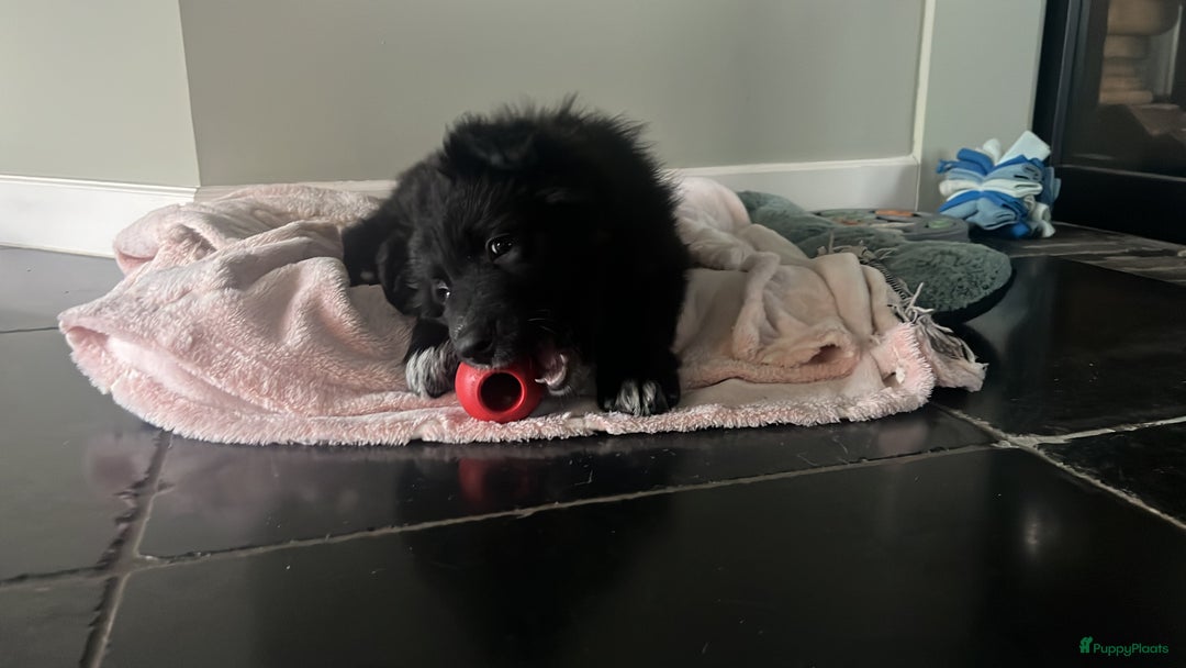 Kruising honden te koop: Lieve duitse herder x border collie pups - Advertentie 25