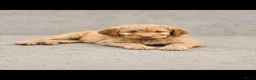 Labradoodle honden te koop: Hele mooie medium doodle half Australian bloed🩵🤩 - Advertentie 11