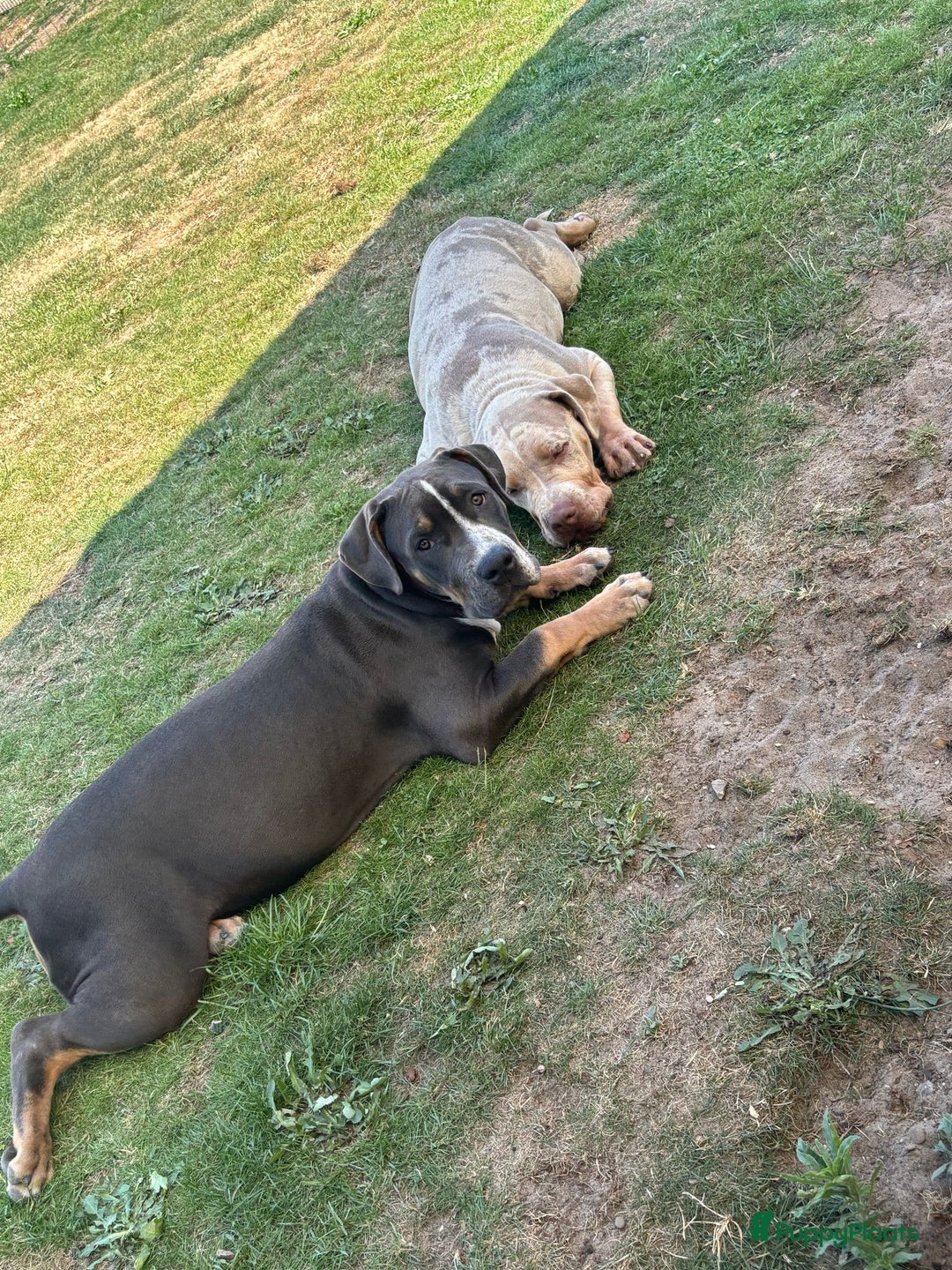 Amerikaanse Bully honden te koop: Laatste american bully XL teefje  - Afbeelding 3