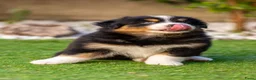 Australian Shepherd honden te koop: Nog 2 Australian Shepherd reutjes beschikbaar - Advertentie 4