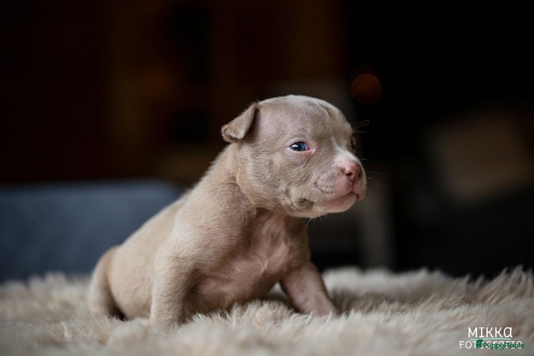 Amerikaanse Bully honden te koop: Aankondiging American Pocket Bully 🐾 - Advertentie 13