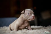 Amerikaanse Bully Puppy 4
