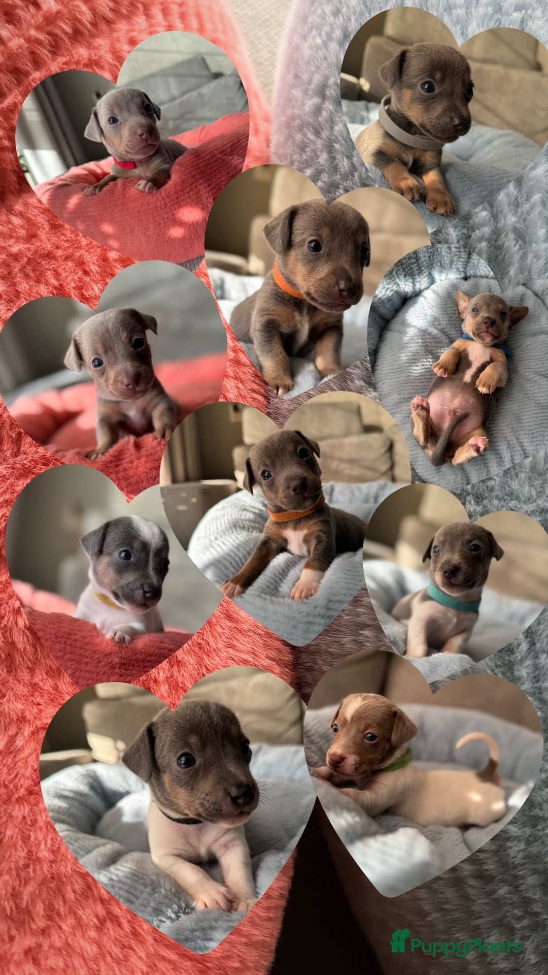 Jack Russel Terriër honden te koop: Jack russel pups - Advertentie 15