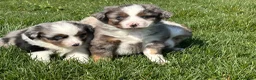 Australian Shepherd honden te koop: Miniature American shepherd pupjes  - Advertentie 7