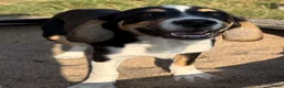 Kruising honden te koop: Tygo  - Advertentie 4