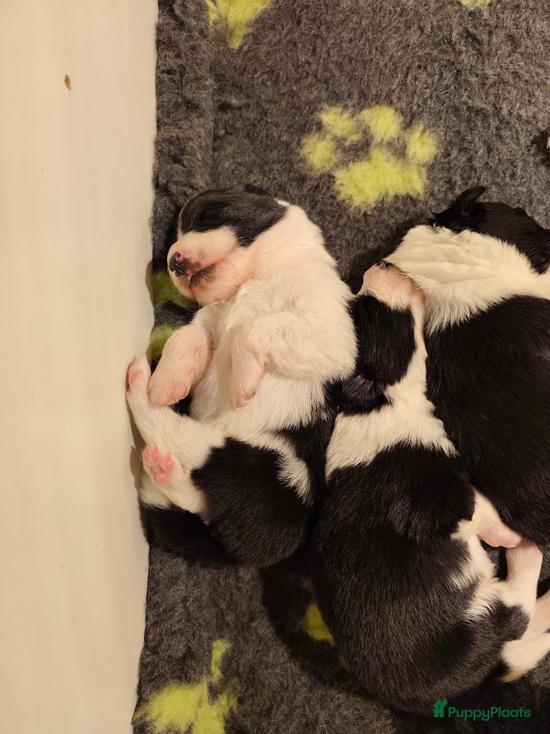 Kruising honden te koop: Zachtaardige Samollie  - Advertentie 10