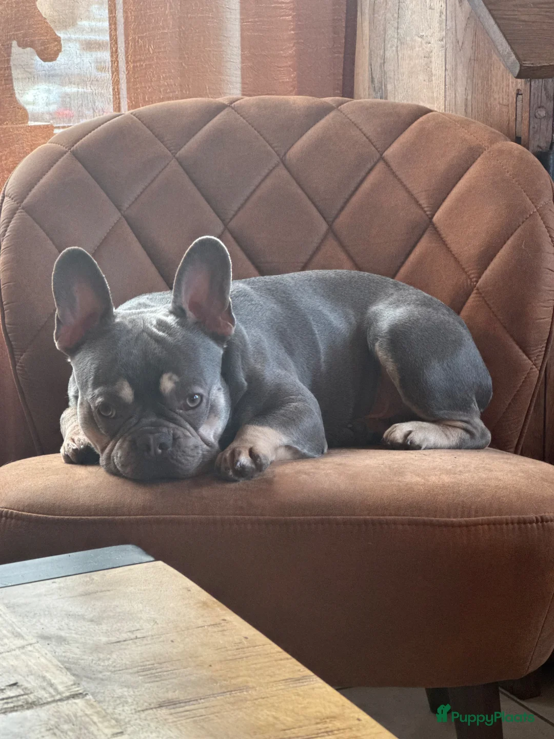 Franse Bulldog honden te koop: Vijf mooie pups met DBKC stamboom in Bakel - Advertentie 7