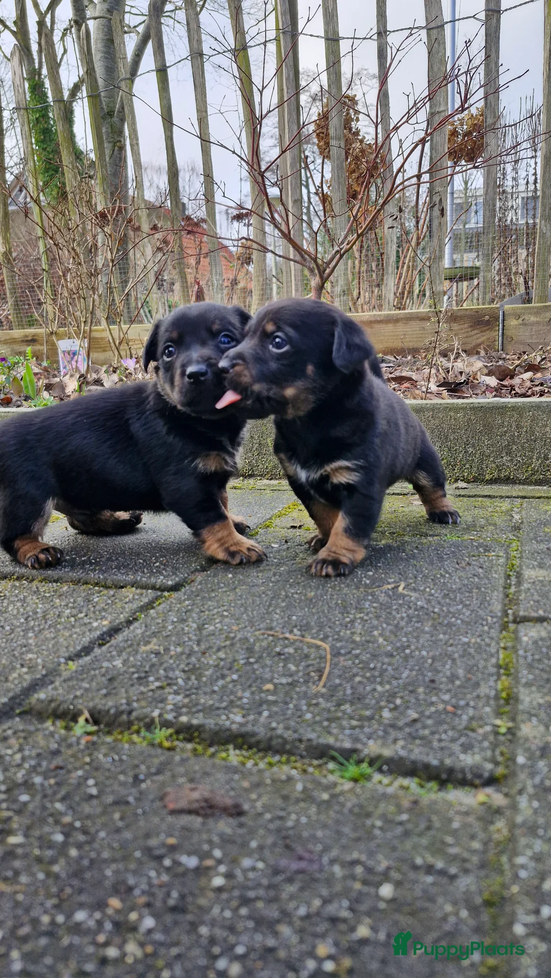 Jack Russel Terriër honden te koop: Jack Russell pups in De Wijk - Advertentie 7