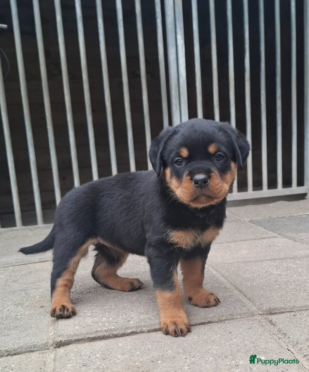 Rottweiler honden te koop: Rottweiler pups met stamboom  - Advertentie 2