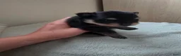 Pomchi honden te koop: Nog 3 lieve poms zoeken hun gouden mandje - Advertentie 2