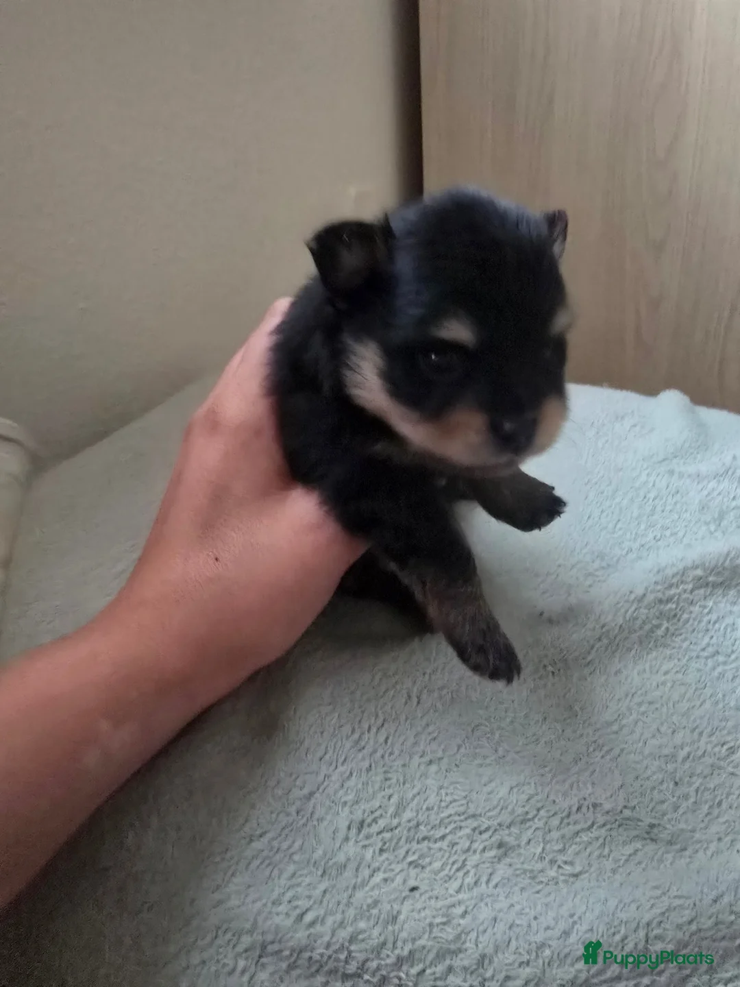 Pomchi honden te koop: Nog 3 lieve poms zoeken hun gouden mandje - Advertentie 2
