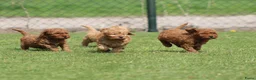 Cockapoo honden te koop: Cockapoo pups - Advertentie 4