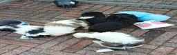 Shih Tzu honden te koop: Lieve leuke raszuiver shih tzu pups - Advertentie 2